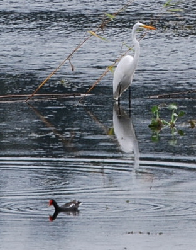 Great Egret